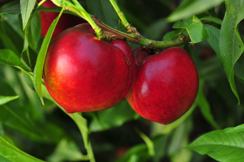 Necta Red Nectarine (dwarf) Heritage Fruit Trees