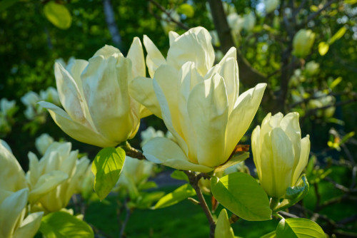 Elizabeth Magnolia (Magnolia 'Elizabeth') Heritage Fruit Trees
