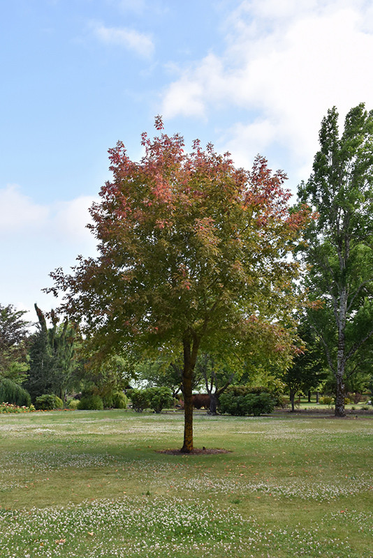 Sensation Box Elder Maple (Acer negundo 'Sensation') - Heritage Fruit Trees