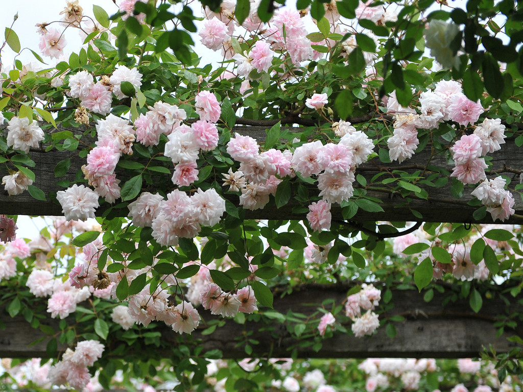 Cecile Brunner Climbing Rose Heritage Fruit Trees