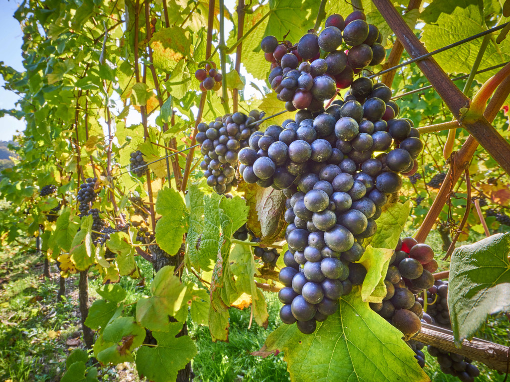 Autumn Royal Seedless Grape Heritage Fruit Trees