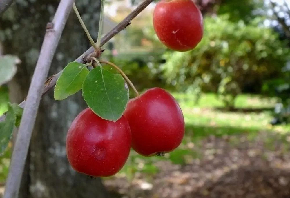 Malus 'Jack Humm' Crabapple Heritage Fruit Trees