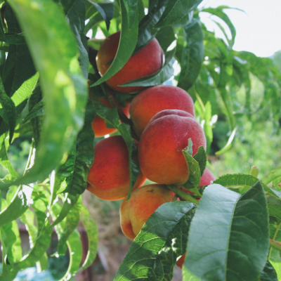 Peach Heritage Fruit Trees