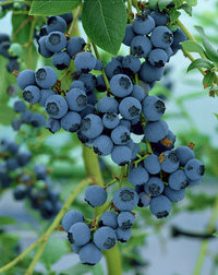 Northland Blueberry Heritage Fruit Trees