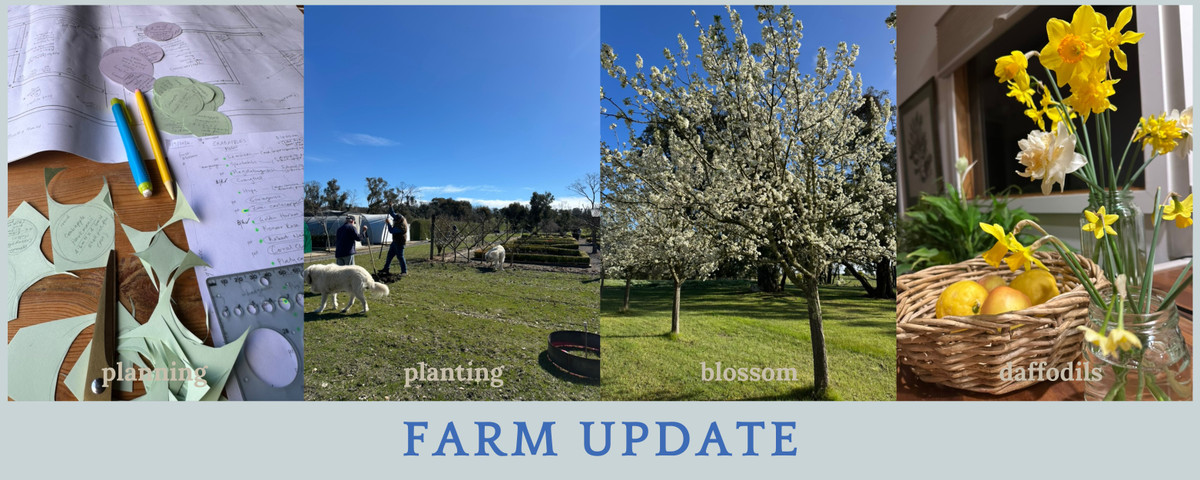 A happy milestone in our Pear Garden 13 September 2026