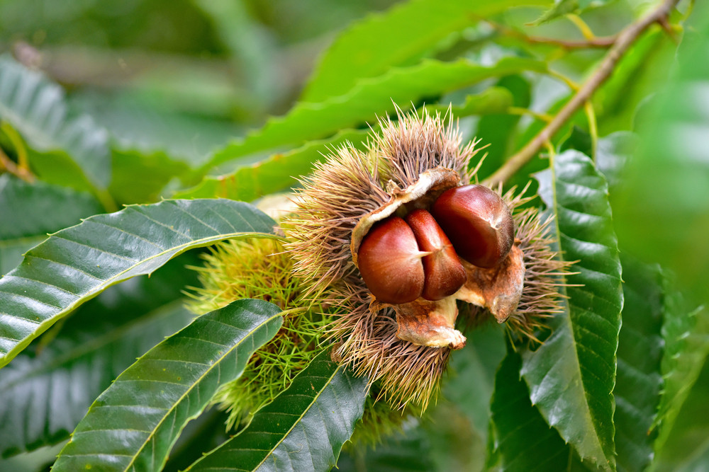 Shop - Nut Trees - Chestnuts - Heritage Fruit Trees
