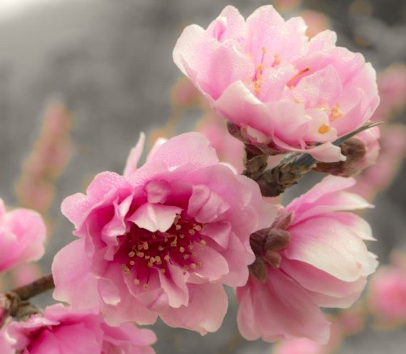 Prunus persica 'Bonita Joy' Flowering Peach Heritage Fruit Trees