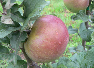 Shop Fruit Trees Page 1 Heritage Fruit Trees shop-fruit-trees-page-1-heritage-fruit-trees