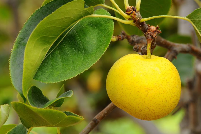 Arbre Fruitier Nashi (poire-pomme) Nijisseiki - Pot 20 Cm, 2 Ans, Jusqu'à 170 Cm - Pépinières Italiennes