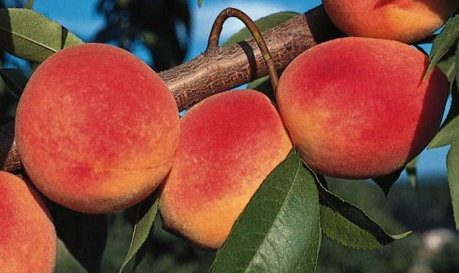 Red Haven Peach Heritage Fruit Trees