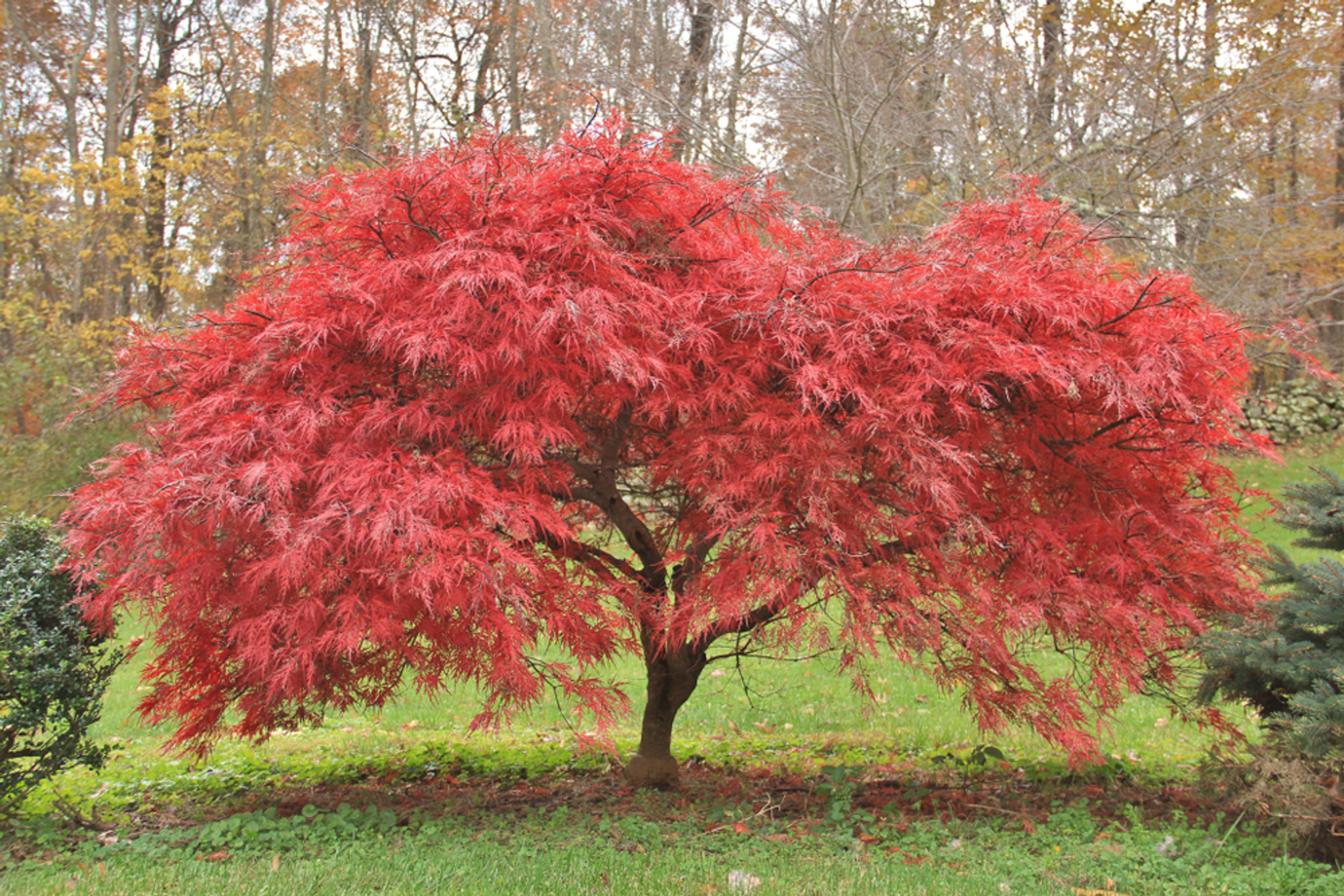 types of japanese maple tree