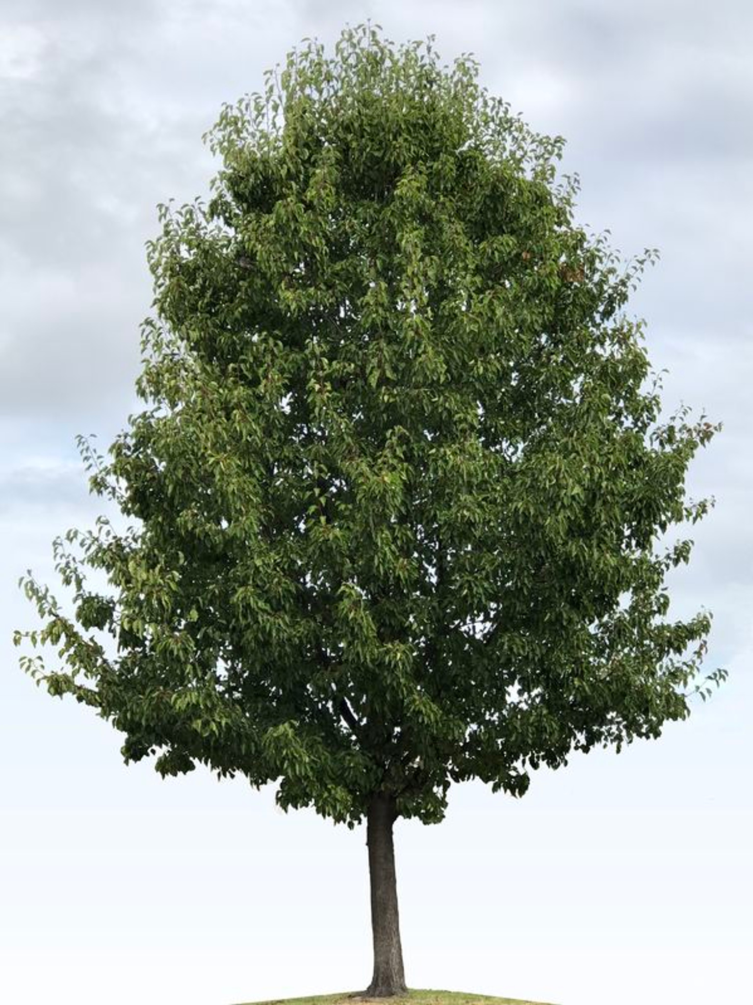 Cleveland Select Ornamental Pear (Pyrus calleryana 