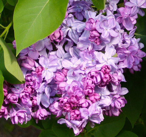 Katherine Havemeyer Lilac Heritage Fruit Trees