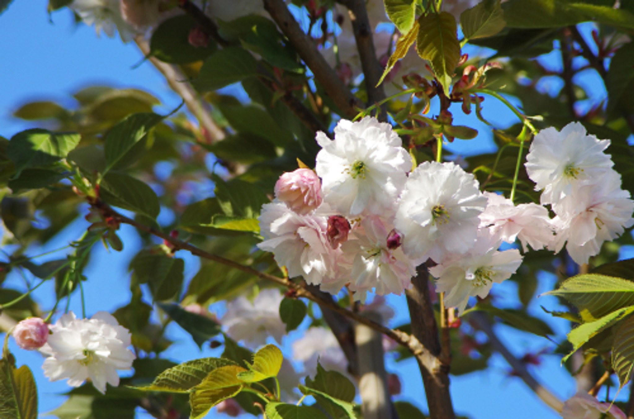 Japanese Peaches & Peach Trees: History & Varieties - Sakuraco