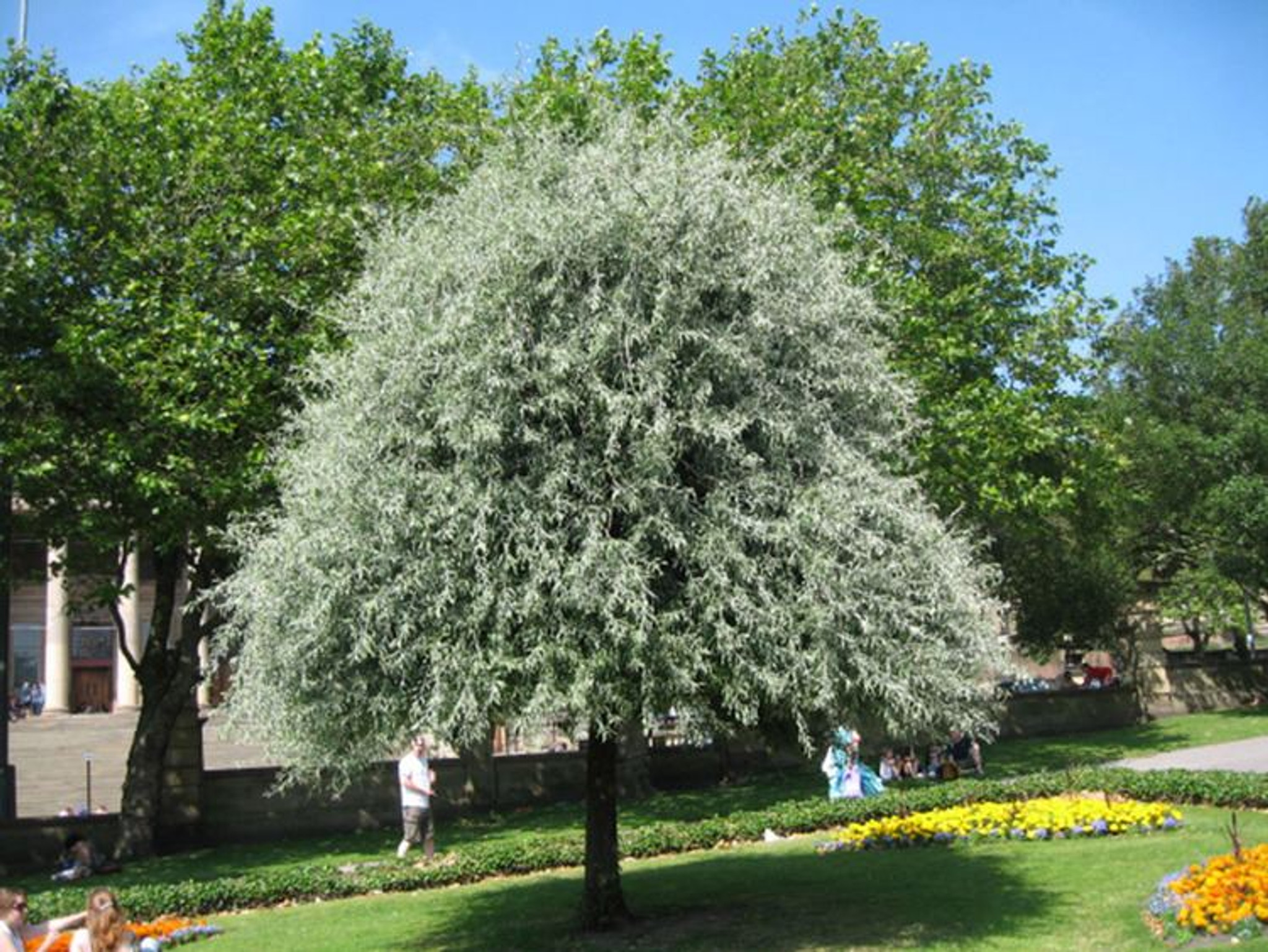 Weeping Silver Pear Or Willow Leaved Pear Pyrus Salicifolia Heritage Fruit Trees Weeping Silver Pear Or Willow Leaved Pear Pyrus Salicifolia Heritage Fruit Trees
