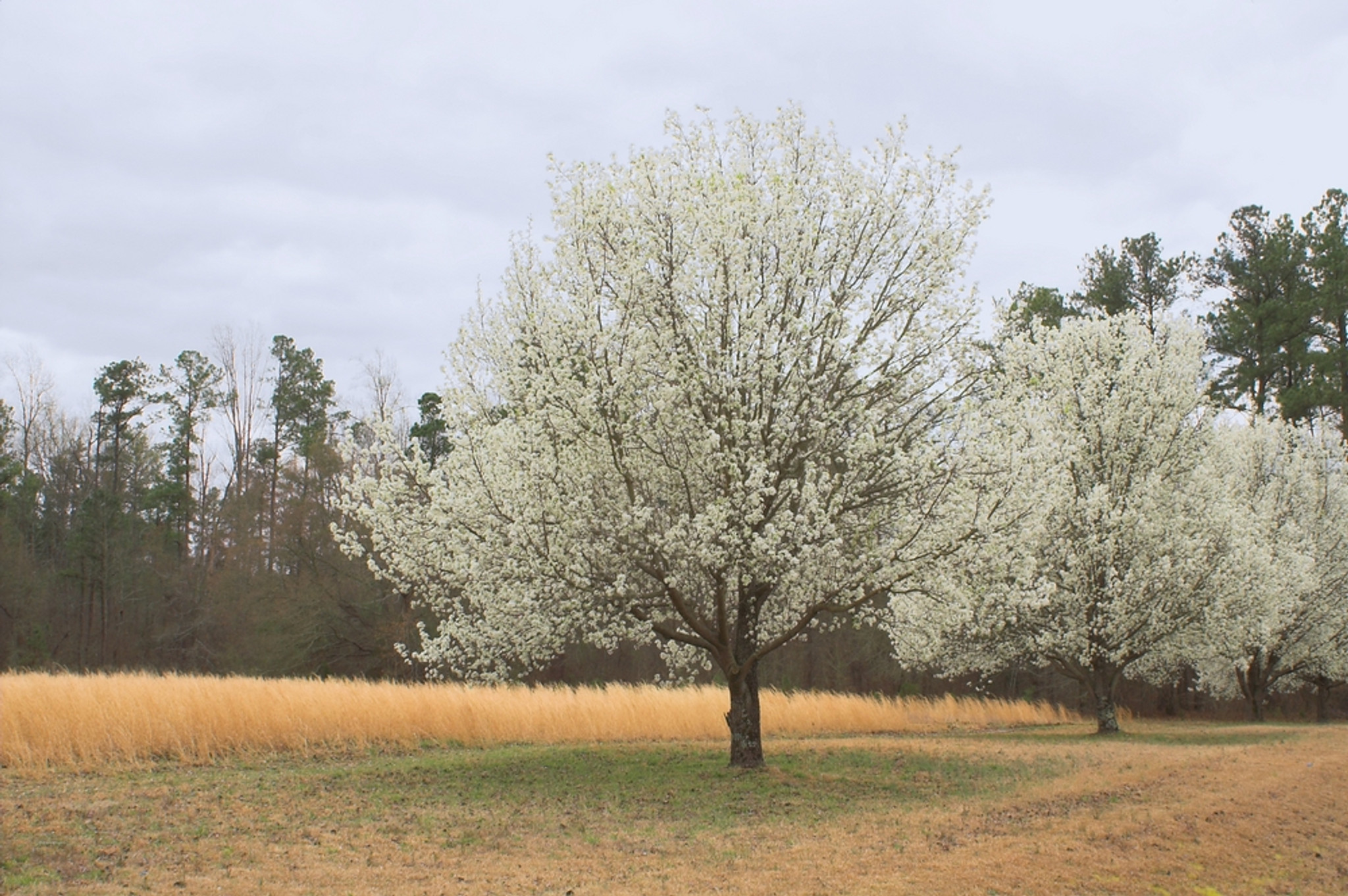 Winter Glow Ornamental Pear - 'Evergreen Pear