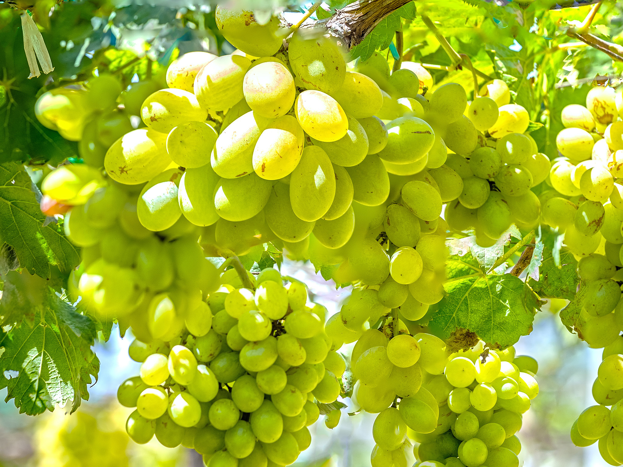 Images Of Grapes Trees