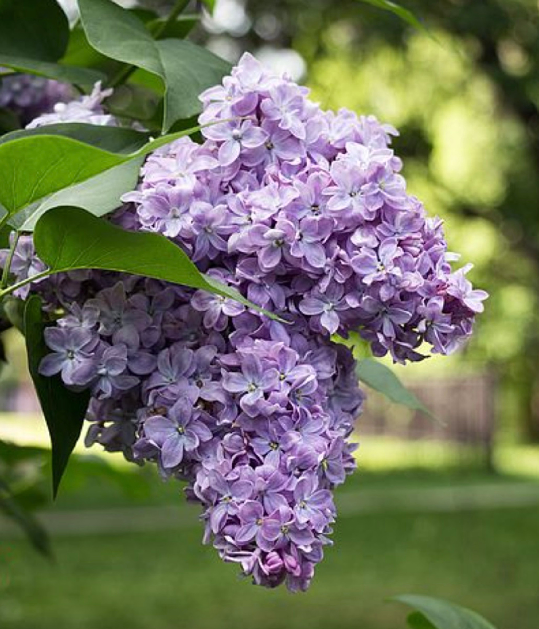 Michel Buchner Lilac - Heritage Fruit Trees