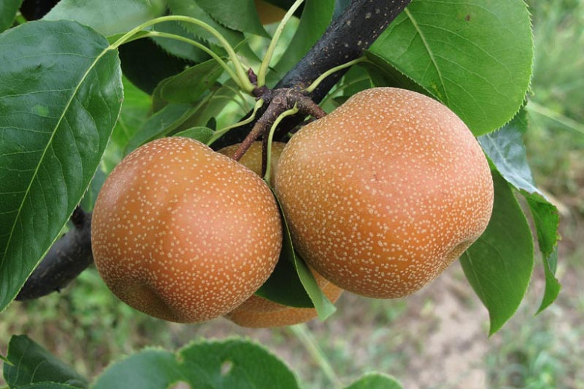 Chojuro Nashi Asian Pear Heritage Fruit Trees