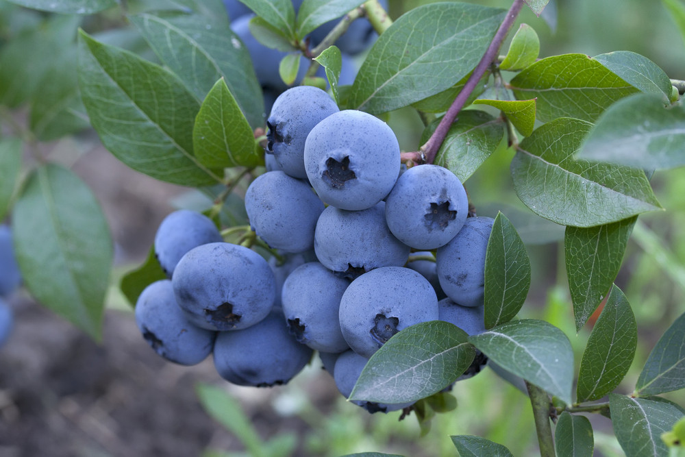 Blue Rose Blueberry Heritage Fruit Trees