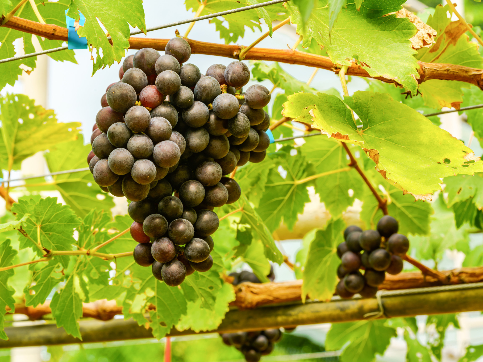 Victoria Red Grape Vines For Sale