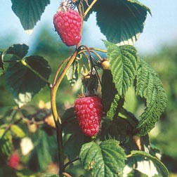 Chilliwack Raspberry Heritage Fruit Trees