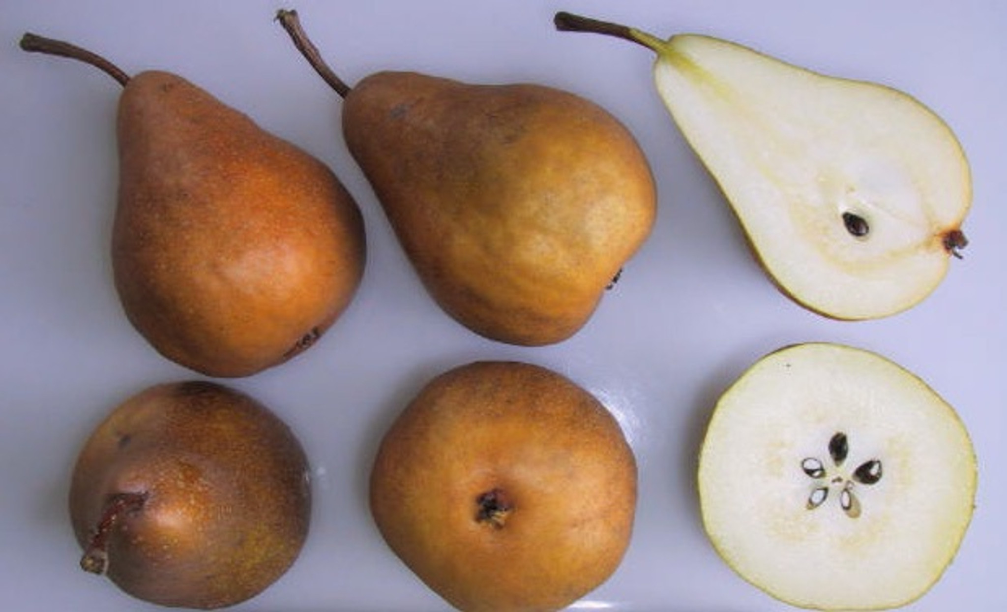 Royal Beurre® Bosc Pears