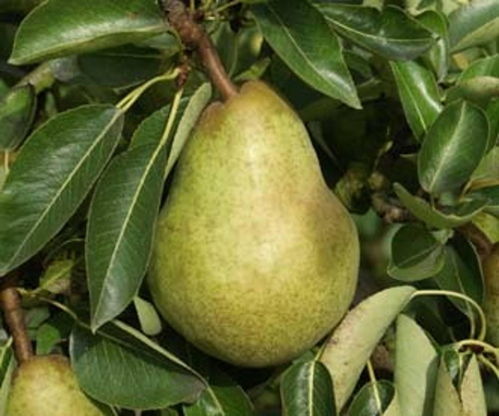 dwarf bartlett pear self pollinating