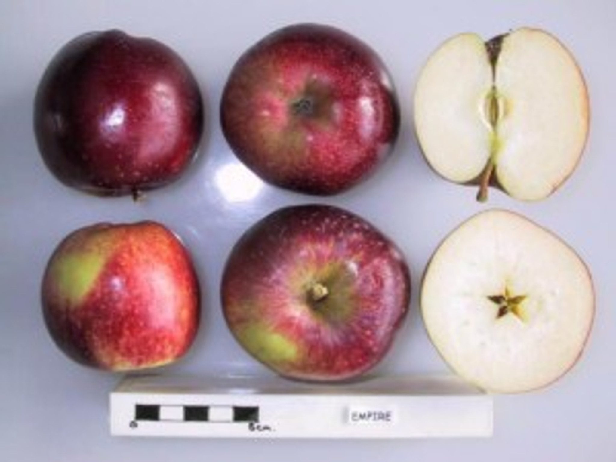 Empire Apple (dwarf) Heritage Fruit Trees