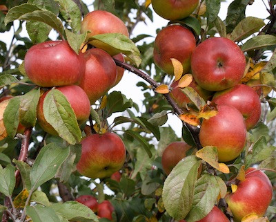 Tropic Sweet Apple (dwarf) Heritage Fruit Trees