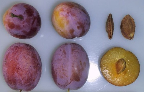 Victoria European Plum