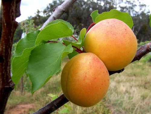 Moorpark Apricot (dwarf)