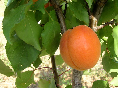 Trevatt Apricot (dwarf)