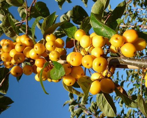 Golden Hornet Crabapple (Malus 'Golden Hornet')