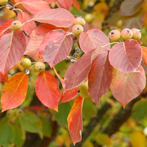 Chonosuki Crabapple (M. tschonoskii)