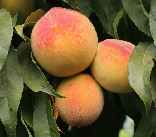 Fayette Peach