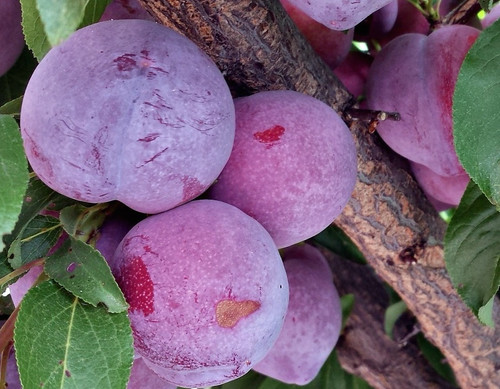 Ruby Japanese Blood Plum (dwarf)