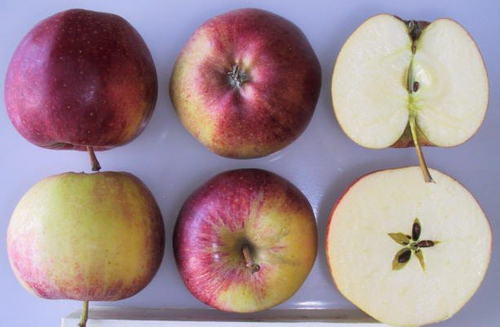 Royal Gala Apple (dwarf)