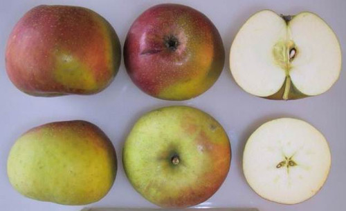 Scarlet Nonpareil Apple (dwarf)