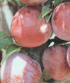 Narrabeen Japanese Plum