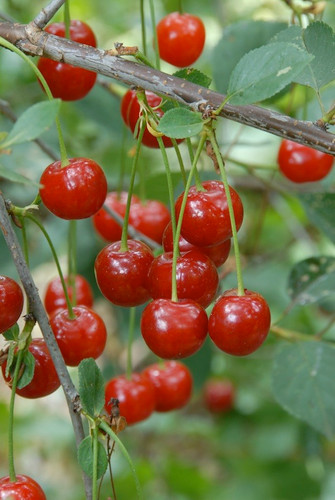 Kentish Cherry