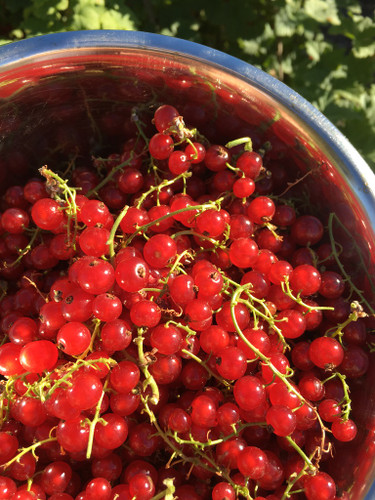 Red Currant