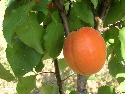 Trevatt Apricot