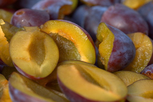 Angelina Burdett European Plum (dwarf)