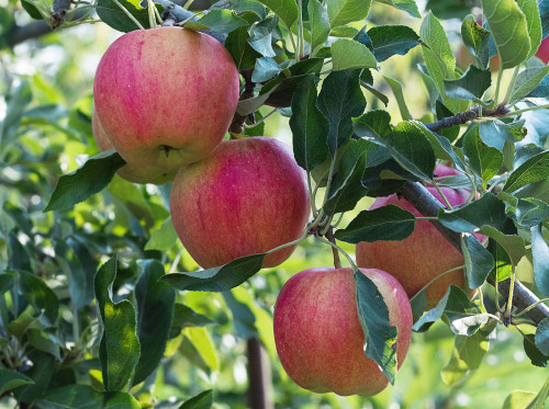 Cumulus™ Apple (columnar)