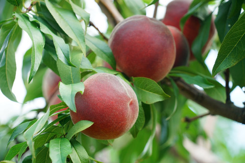 Red Noonan Peach (dwarf)