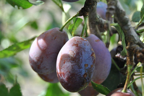 Prune D'Agen Prune (dwarf)