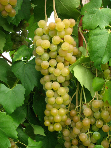 Canadian Muscat Grape