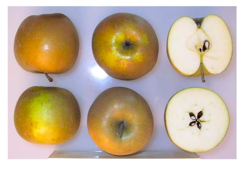 Pine Golden Pippin Apple (dwarf)