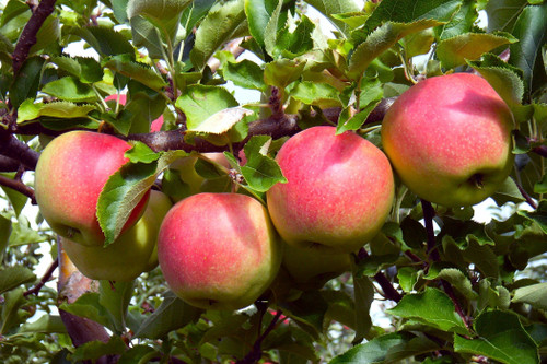 Pom Pink™ Apple (columnar)